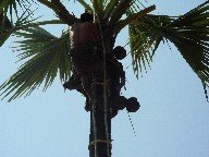 Branje kokosa s palminog drveta